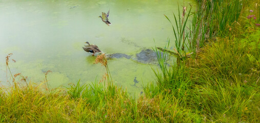 Duck on a lake in summer in the Canadian forest, Quebec