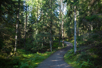Autumn background. Scandinavian forest. Tyresta National Park