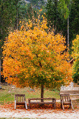 Fototapeta na wymiar Autumn maple tree