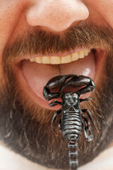 Eating edible black scorpion. Heterometrus longimanus.