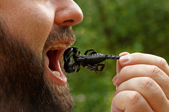 Eating edible black scorpion. Heterometrus longimanus.