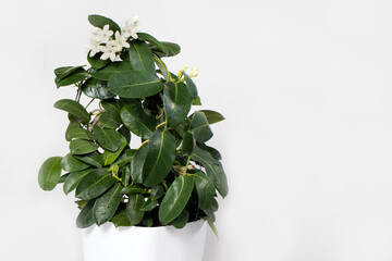 Houseplant jasmine stephanotis flower in a pot blooms on a white background isolate with place for...