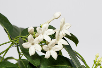 Obraz na płótnie Canvas Houseplant jasmine stephanotis flower blooms on a white background isolate with place for text.
