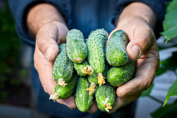 Naklejka na ściany i meble The farmer holds in his hands a new crop of fresh cucumbers from the greenhouse. Close-up, selective focus