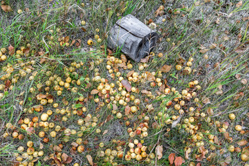In an abandoned garden, fallen ripe apples lie on the grass. Natural autumn background.