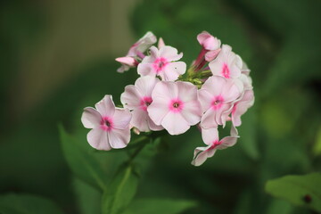 Macro light pink phlox flowers on a green background. High quality photo