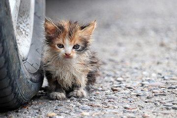 Little kitten sitting on a street near the car wheel. Portrait of stray dirty cat outdoors - obrazy, fototapety, plakaty