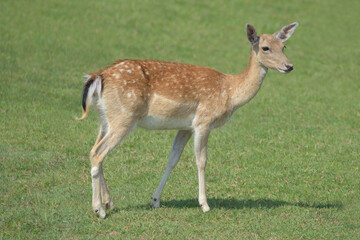 Naklejka na ściany i meble Female fallow deer posing on the grass. 