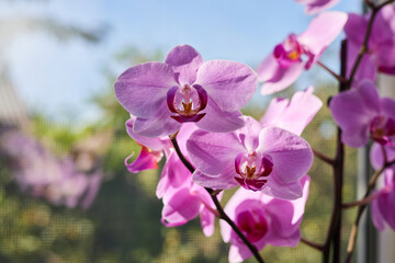 Naklejka na ściany i meble Pink orchid flowers with soft focus on a background