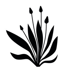 Silhouette of medicinal plant lanceolate plantain © Ольга Бошарова