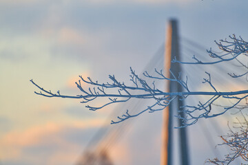 Completely frozen branch in front bridge in horizon on extremely cold morning in Helsinki, Finland.