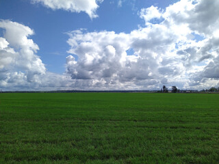 lush and white clouds on a blue sky over a green field during the daytime.
