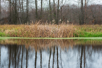 Forest lake and trees in cloudy weather.