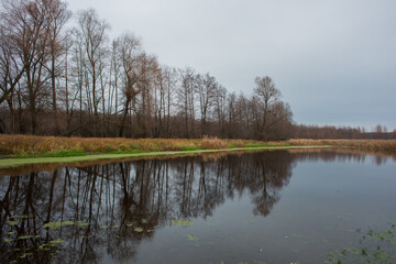 Fototapeta na wymiar Forest lake and trees in cloudy weather.