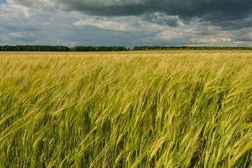 Wheat field and clouds.