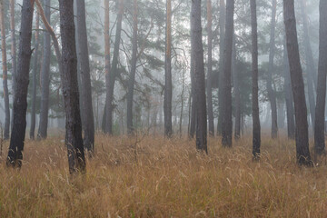 Pine forest in the morning fog.