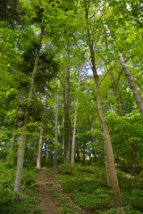 green forest in the spring 