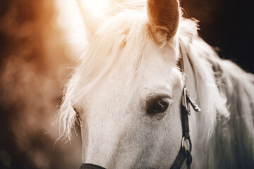 Obraz premium Portrait of a beautiful white horse with a halter on its muzzle and a white mane, which is illuminated by sunlight on a foggy morning. Equestrian life.