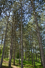 pine trees growing in the forest