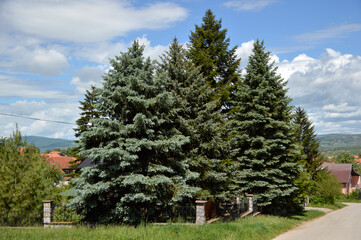 Fototapeta na wymiar pine trees landscape in the spring