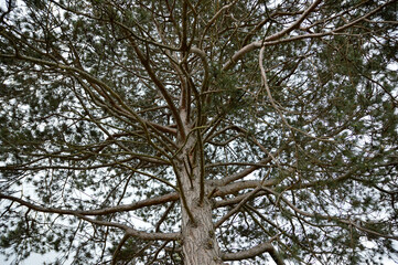 pine trees landscape in the spring