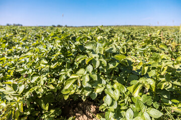Fototapeta na wymiar field to the horizon with bushes of ripening potatoes