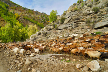 A flock of sheep walking on the road by a rocky mountain. White and brown wool.