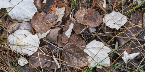 Autumn seasonal background with dry aspen foliage on the ground in the forest.