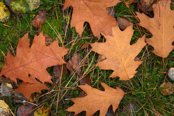 Dry autumn foliage of the red oak on the ground in the forest.