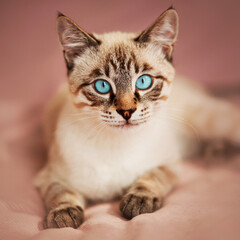 A cute tabby Thai kitten with blue eyes is lying on a bed with a soft pink blanket in the early morning. Home comfort.
