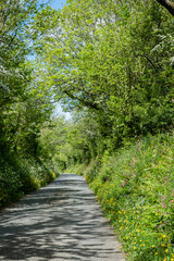 Narrow rural country lane with green high hedgerow either side in the Gwaun Valley Pembrokeshire Wales