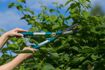 Female hands who make pruning of berry bushes