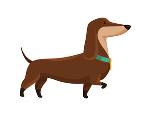 Dog dachshund. Cute funny character portrait. Short-legged pet with long body goes. Adorable cartoon vector illustration