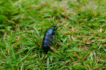 beetle on the green leaf