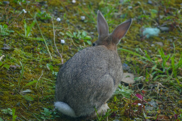 rabbit in the garden