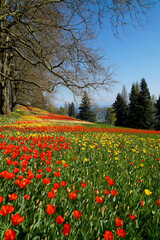 a lush spring meadow full of colourful tulips on Flower Island Mainau with lake Constance in the background (Germany)	