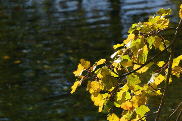 Colorful autumn leaves by the river. Selective focus.