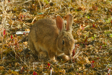 rabbit in the woods