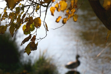 Colorful autumn leaves by the river. Selective focus.