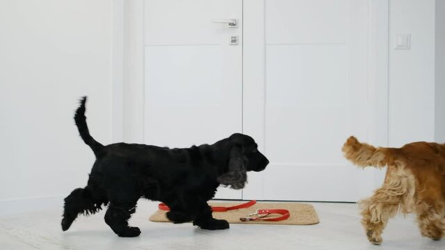 Couple of cocker spaniel dogs passing by door mat with leashes indoors
