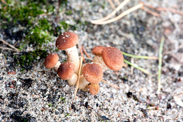 several young honey agarics grow in the sand. Forest mushrooms in the forest
