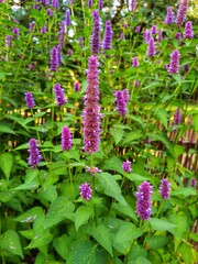 Agastache rugosa, korean mint in garden.