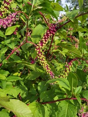 Phytolacca decandra,  indian pokeweed ripening black fruits on branches.