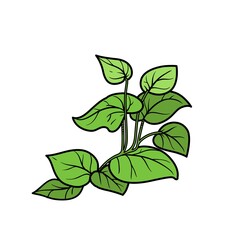 Seaweed on the stem  color variation for coloring page isolated on white background