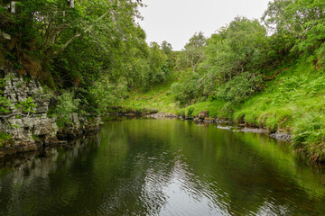 river in the forest