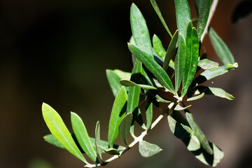 Obraz premium Close up of an olive branch with leaves