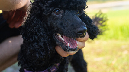 Mini Poodle up in the hills 