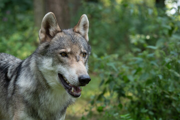Wolf Face Three Quarter Close Up
