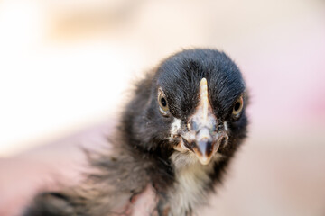 portrait of cute black and gray chicken, farm animal