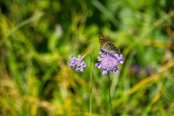 Silver-washed Fritillary butterfly (Argynnis paphia) sitting on purple flower in Zurich, Switzerland